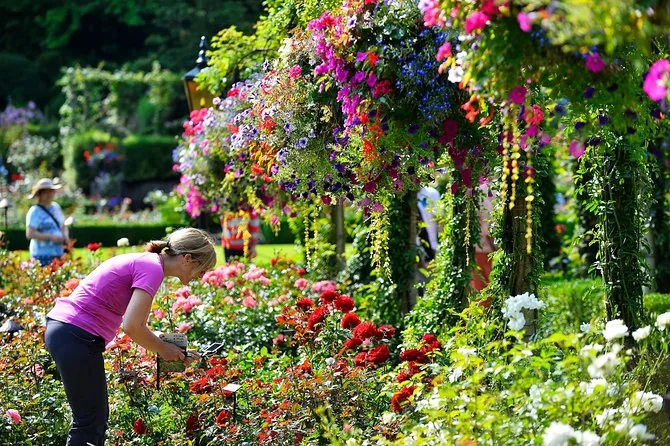 A visitor photographing dense flower beds under hanging baskets