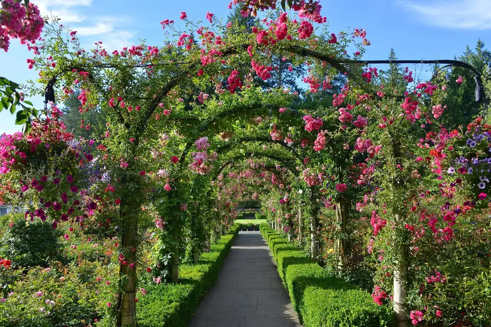 A path under arches covered in pink and red climbing roses