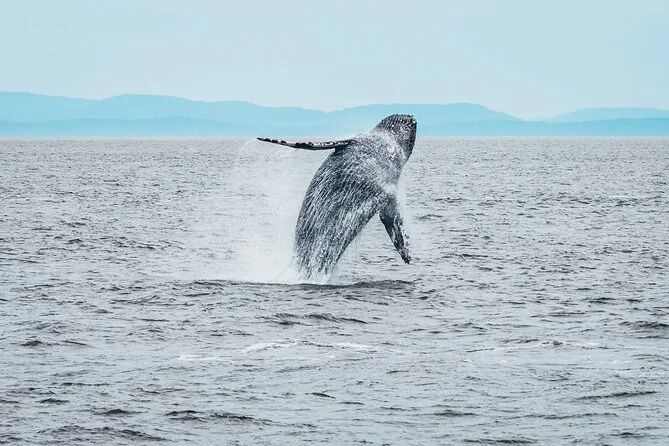 A humpback whale breaching in open grey water